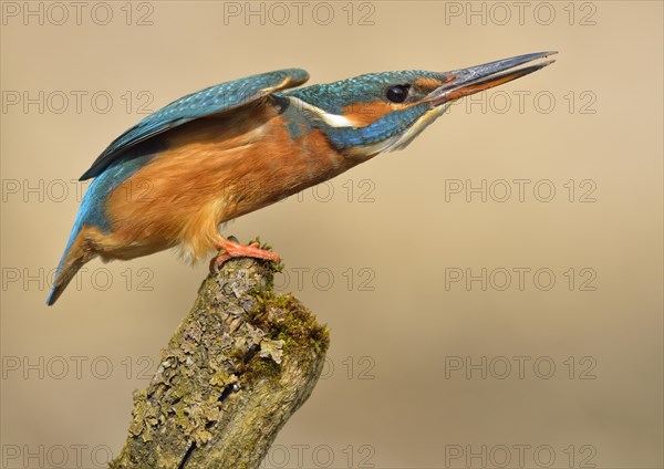 Kingfisher (Alcedo atthis)