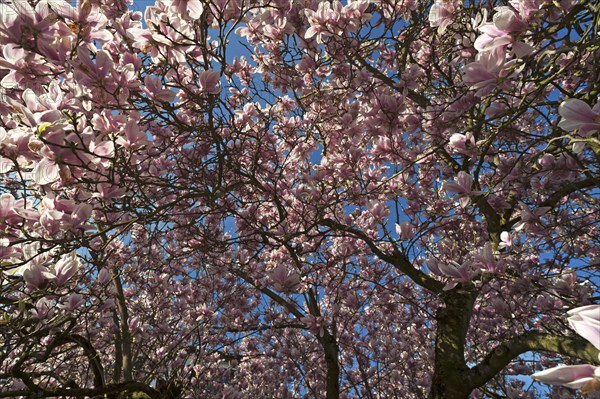 60 year old blooming magnolia tree (Magnolia)