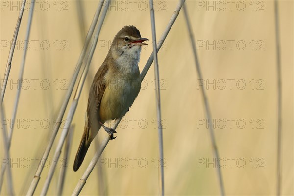 Great Reed Warbler (Acrocephalus arundinaceus)