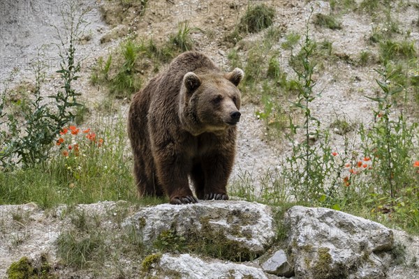 Brown bear (Ursus arctos) stands on rocks