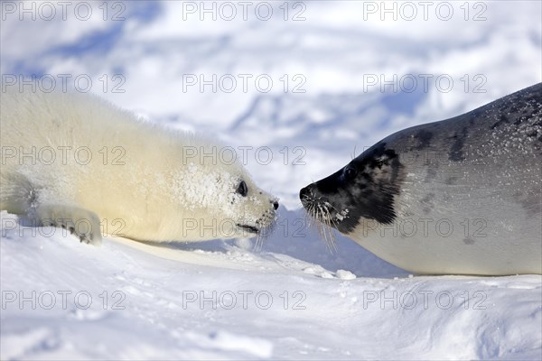 Harp Seal or Saddleback Seal (Pagophilus groenlandicus