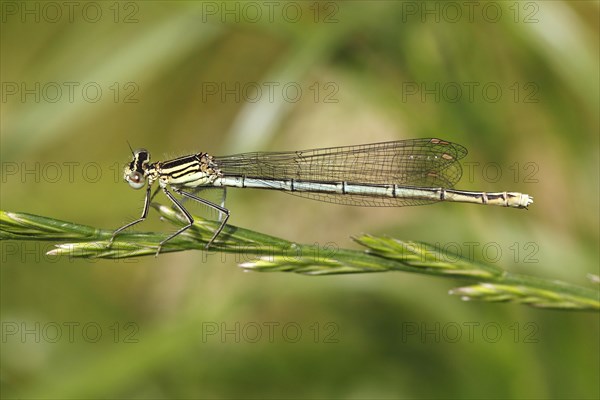 White-legged Damselfly (Platycnemis pennipes)