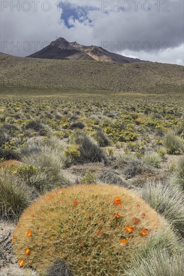 Maihueniopsis cactus (Maihueniopsis colorea)