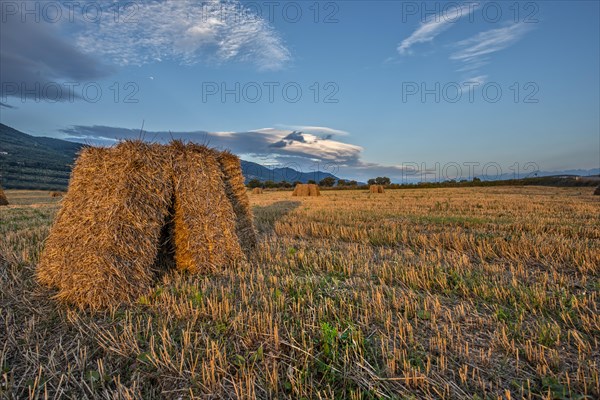 Hay bales in the fields