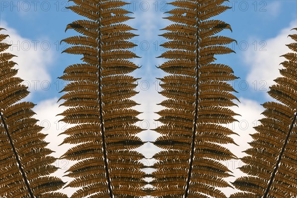Giant tree fern fronds