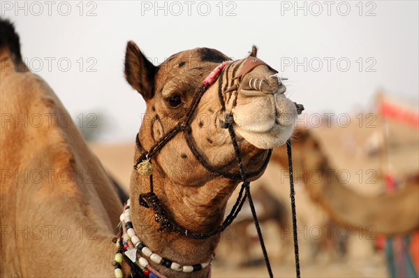 Dromedary (Camelus dromedarius)