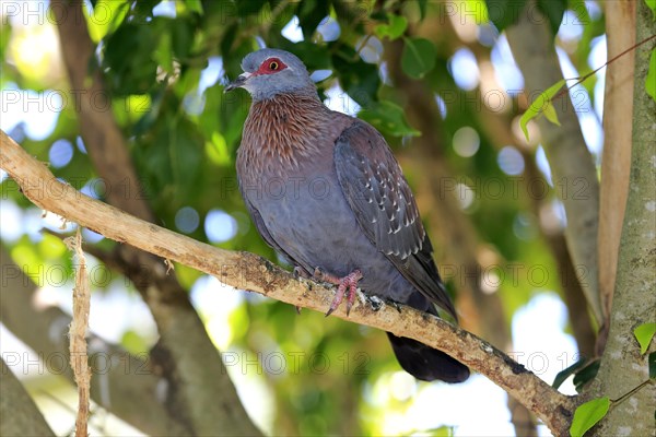 Speckled Pigeon (Columba guinea)