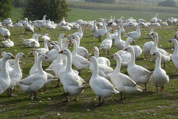 White geese in a goose farm