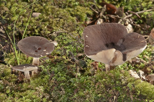 Milkcap (Lactarius picinus)