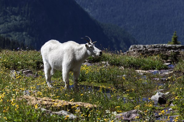 Mountain Goat (Oreamnos americanus)