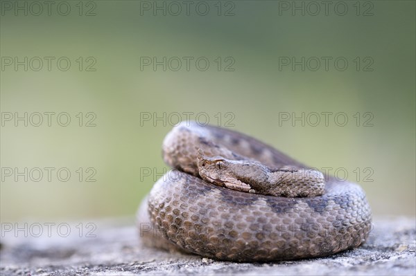 Horned Viper (Vipera ammodytes)