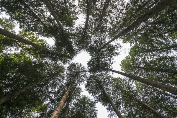 Treetops in a summer forest