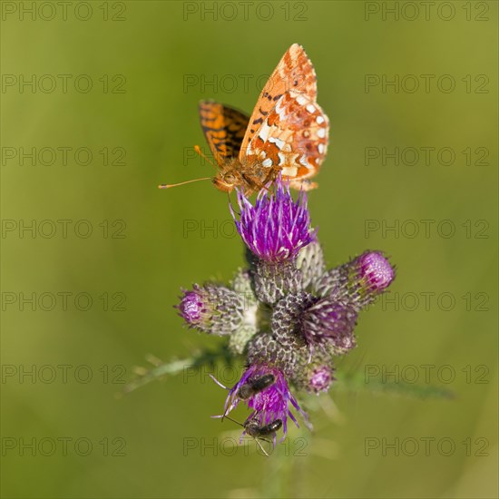 Cranberry Fritillary (Boloria aquilonaris)