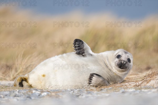 Grey seal (Halichoerus grypus)