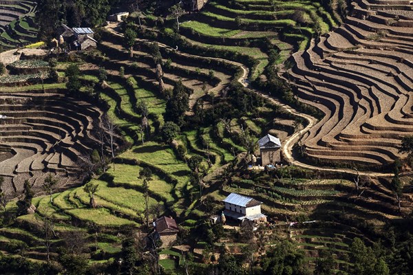 Terrace cultivation