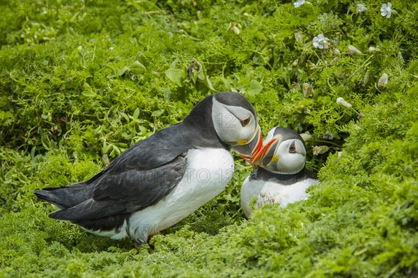 Puffins (Fratercula arctica)