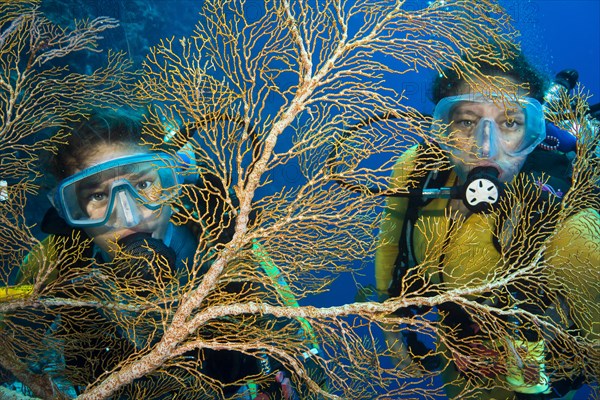 Two divers behind Fan Coral (Melithaea sp.)