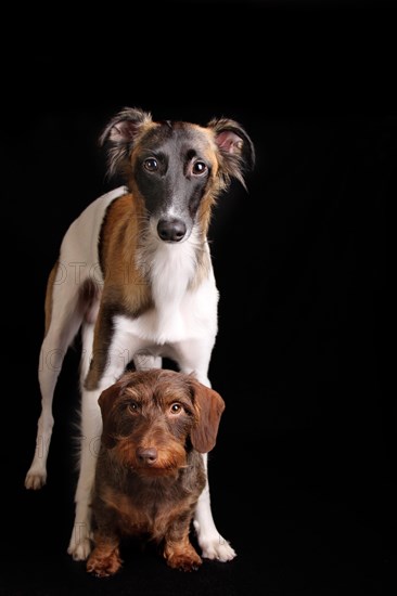 Silken Windsprite and Wire-haired Dachshund