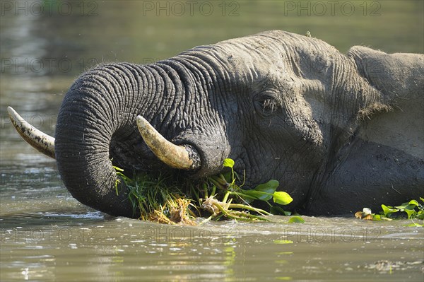 African Elephant (Loxodonta africana) in the water with water plants in the mouth