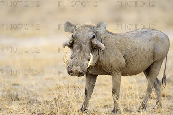 Desert Warthog (Phacochoerus aethiopicus)