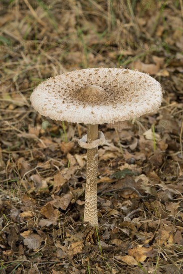 Parasol Mushroom (Macrolepiota procera)