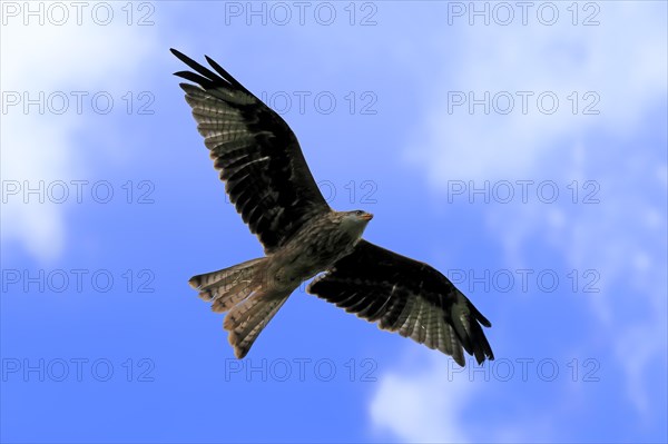 Red Kite (Milvus milvus)