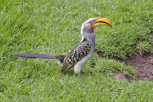 Southern Yellow-billed Hornbill (Tockus leucomelas)