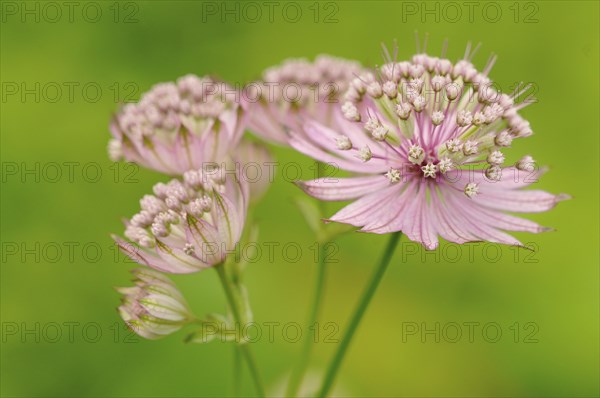 Masterwort (Astrantia)