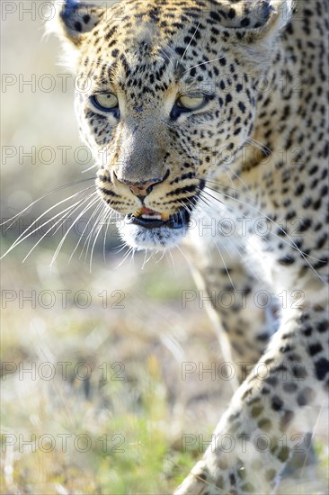 Leopard (Panthera pardus)