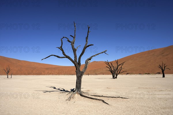 Dead Camel thorn trees (Vachellia erioloba)