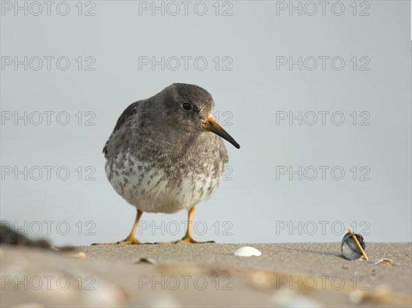 Purple Sandpiper (Calidris maritima)