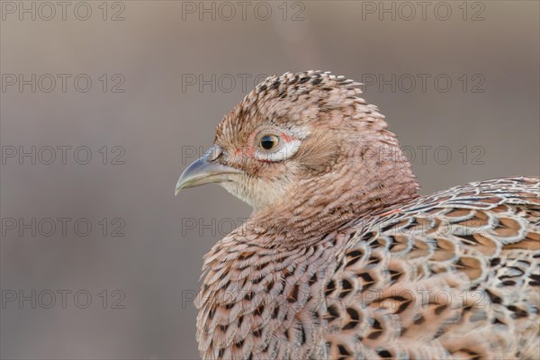 Pheasant (Phasianus colchicus)