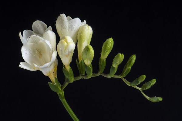 White Freesia (Freesia) with water drops