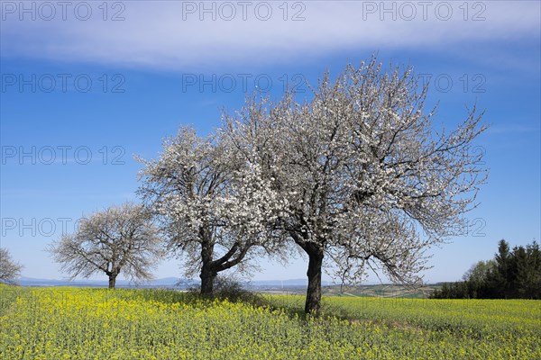 Flowering cherry trees