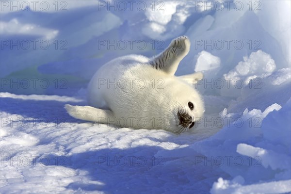 Harp Seal or Saddleback Seal (Pagophilus groenlandicus