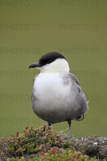 Long-tailed jaeger (Stercorarius longicaudus)