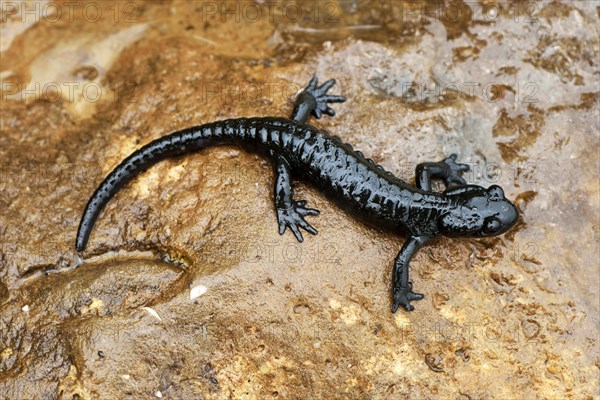 Alpine Salamander (Salamandra atra)