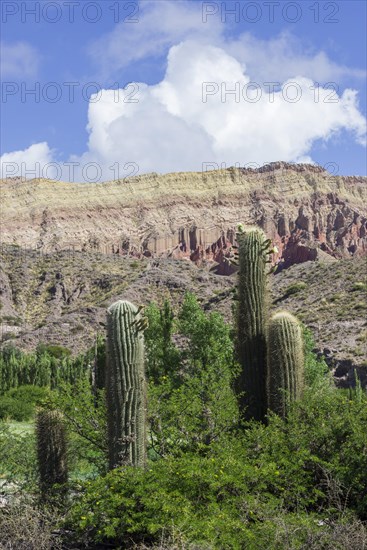 Echinopsis atacamensis cacti