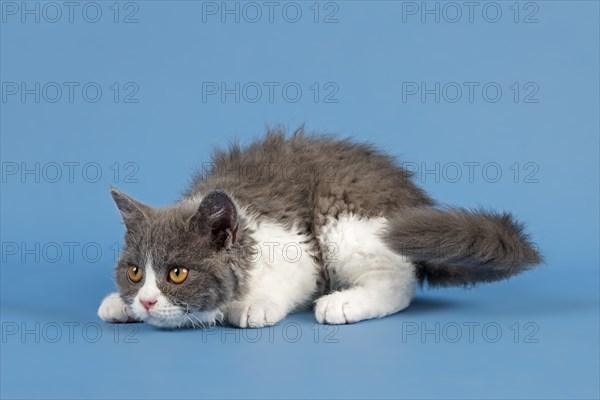 Selkirk Rex kitten