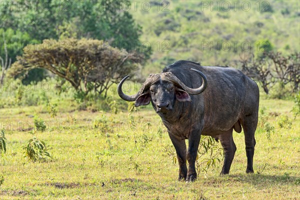 Cape buffalo (Syncerus caffer)