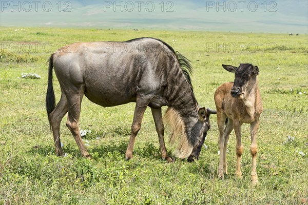 Blue Wildebeest (Connochaetes taurinus)