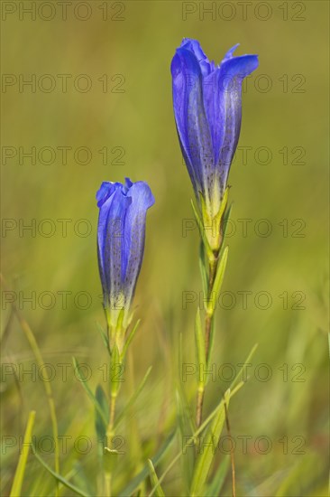 Marsh gentian (Gentiana pneumonanthe)