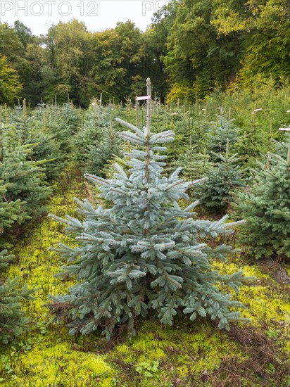 Tree nursery