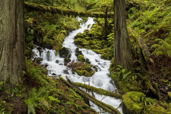 Fairy Falls