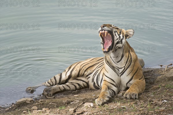 Bengal Tiger (Panthera tigris tigris) resting at a water hole