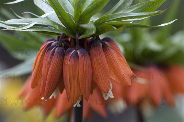 Crown Imperial (Fritillaria imperialis)