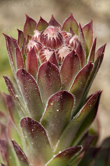 Common Houseleek (Sempervivum tectorum)