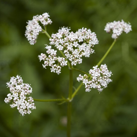 Valerian (Valeriana officinalis) flowers