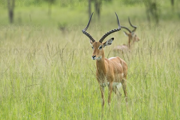 Impala (Aepyceros melampus)