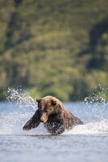 Brown bear (Ursus arctos)